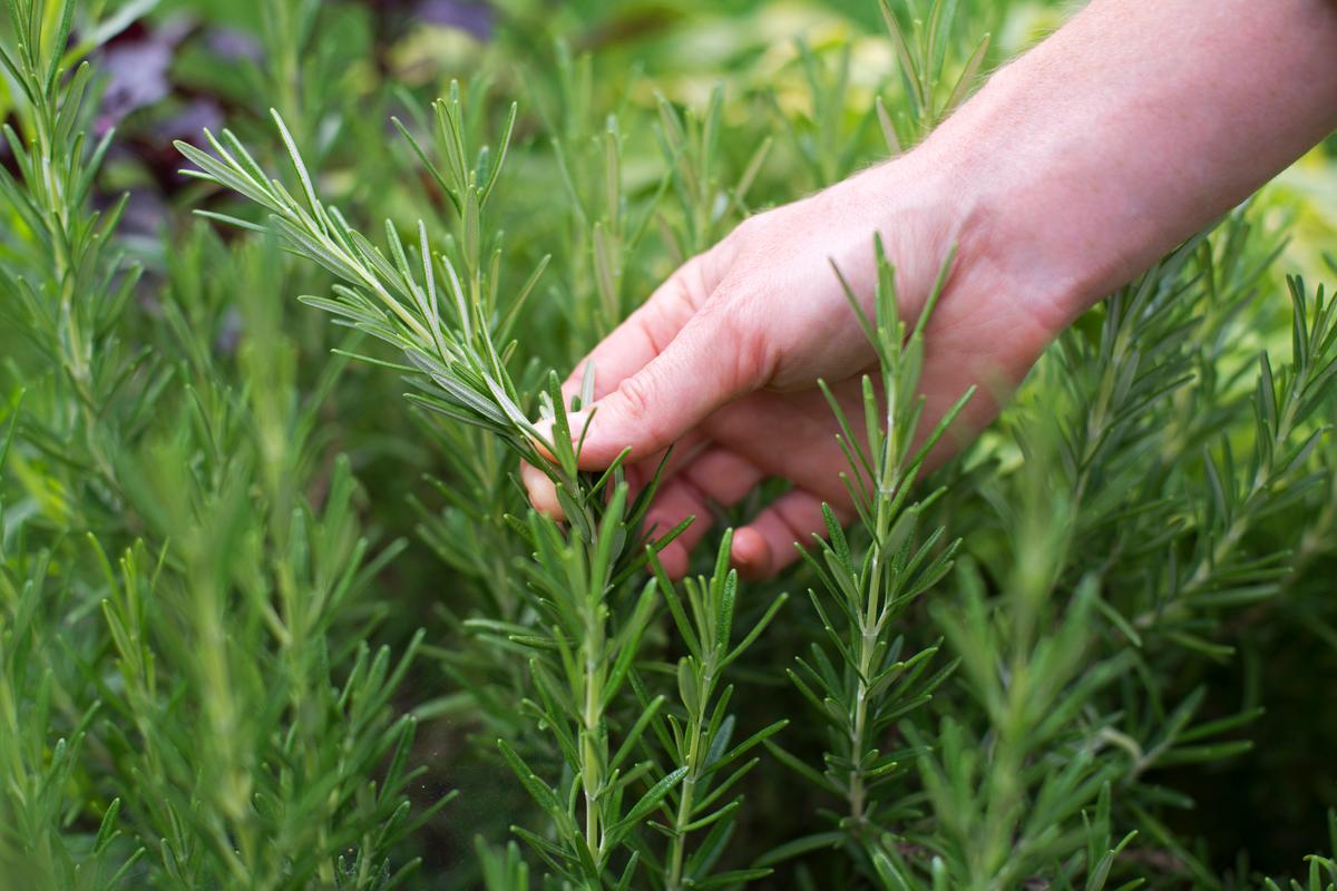 Rosemary for Memory and Circulation