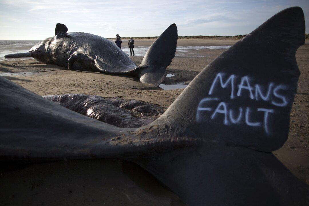 Sperm Whales Wash up on English Beach, People Vandalize Them With Graffiti