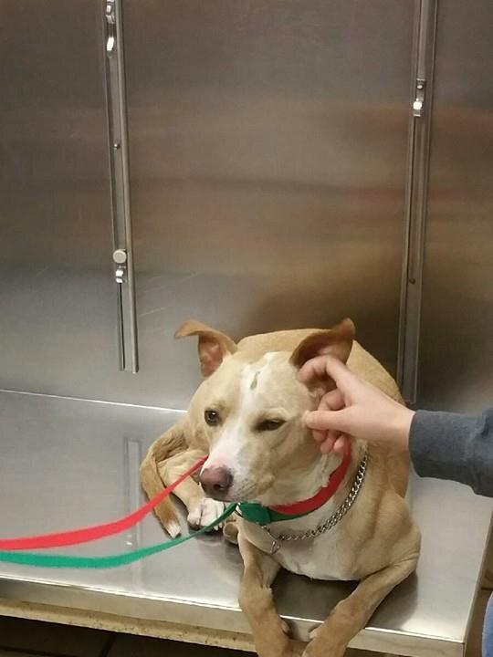 Police Searching for Moriches, New York Driver Who Shoved Dog out of Moving Vehicle