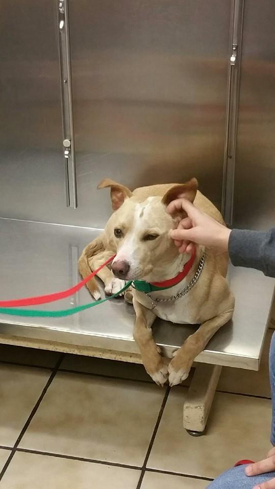 Police Searching for Moriches, New York Driver Who Shoved Dog out of Moving Vehicle