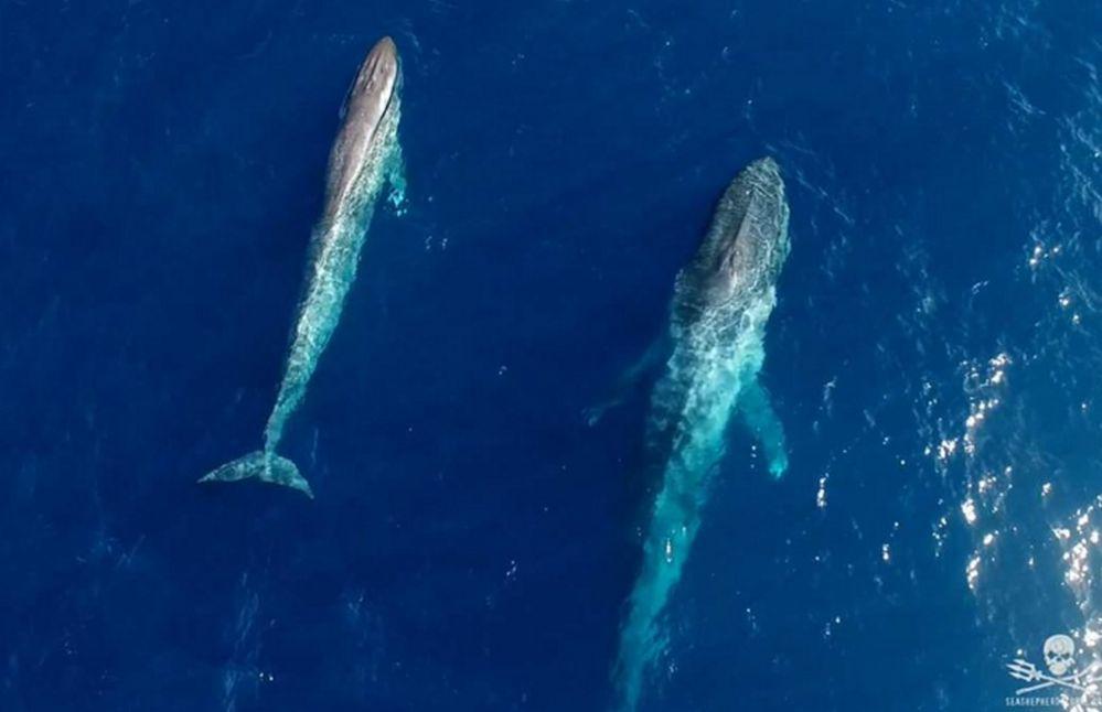 2 Blue Whales Captured on Video by Drone Near Antartica