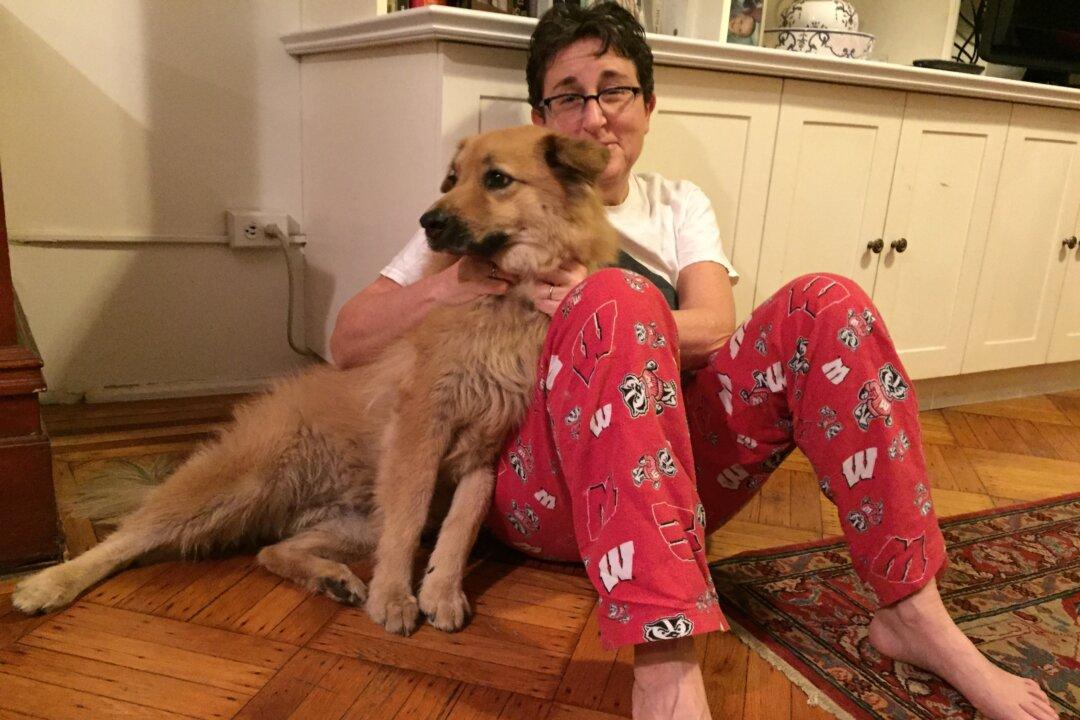 Climate Change and Pets: More Fleas, More Heartworm