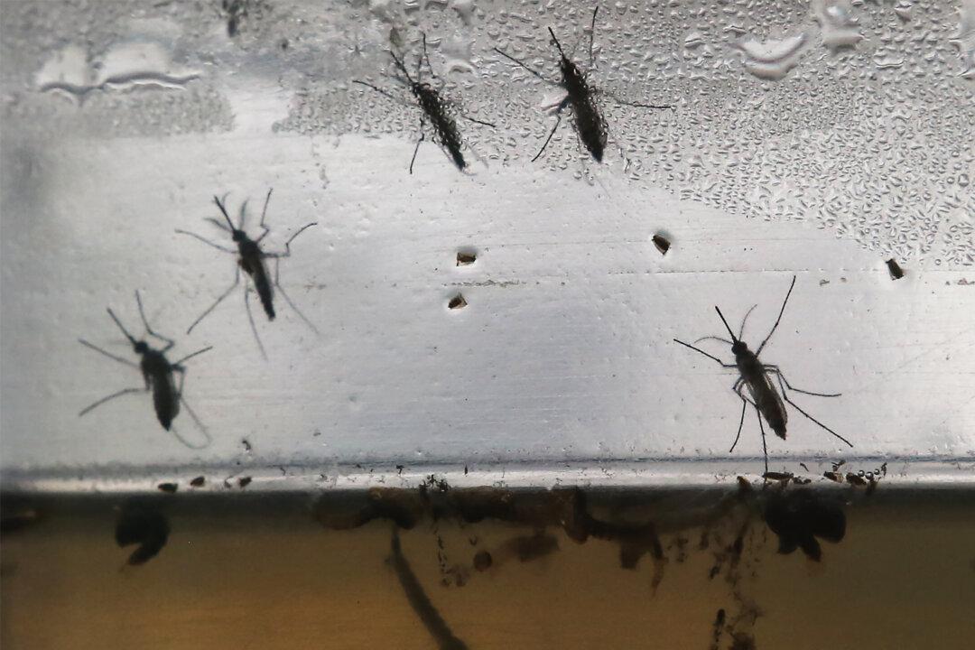 Florida Readies for a Fight With Zika Virus