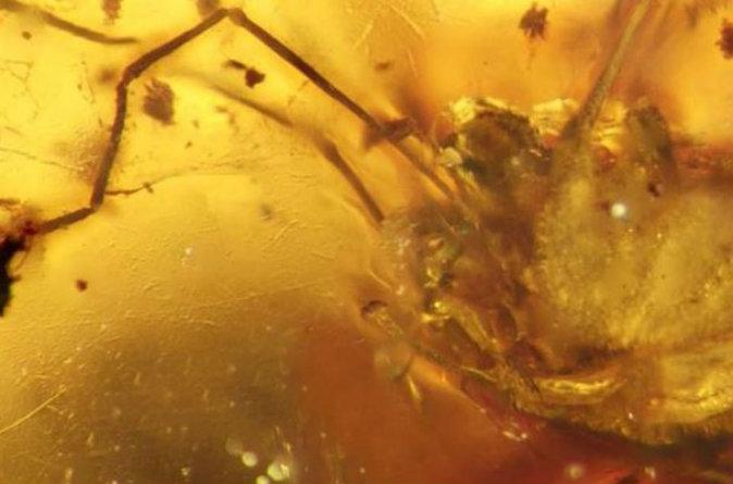 99-Million-Year-Old Daddy Long Legs Fossil Discovered