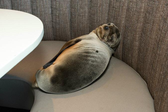 Video: Sea Lion Pup Found Sleeping in San Diego Restaurant