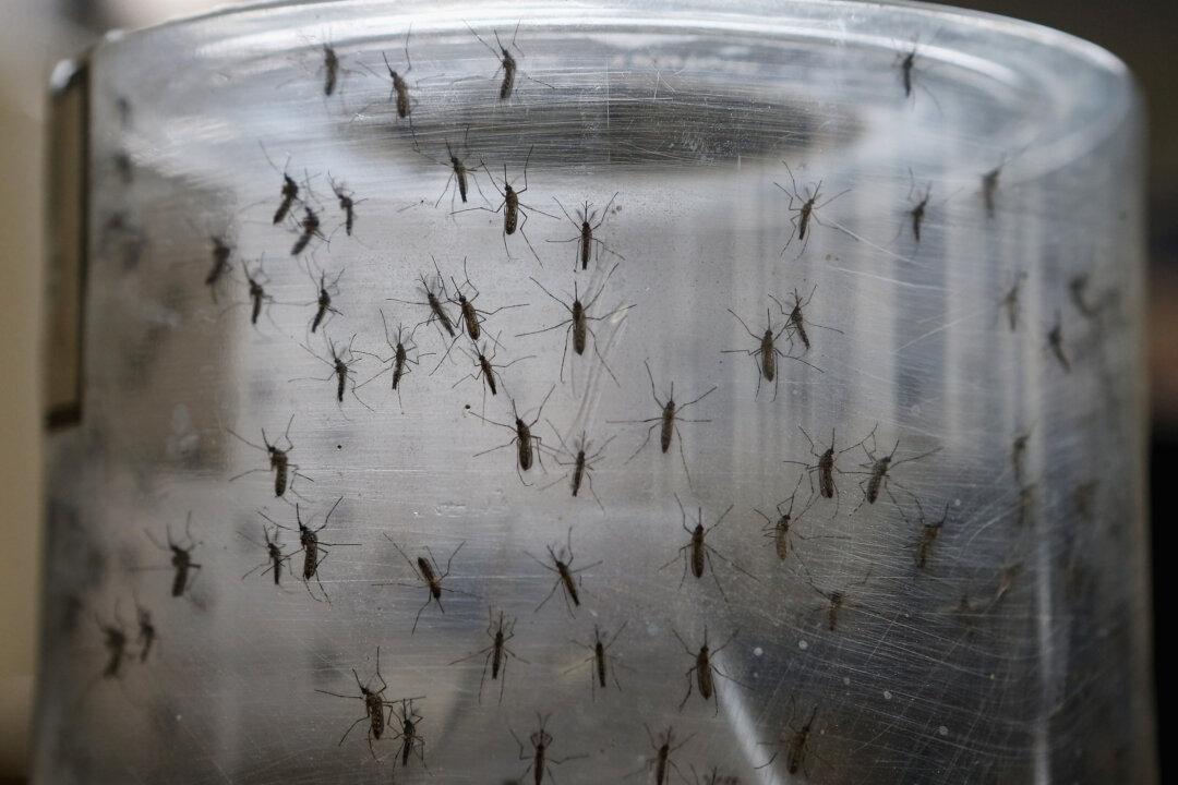 Los Angeles County Reports Second Case of Locally Transmitted Dengue Fever