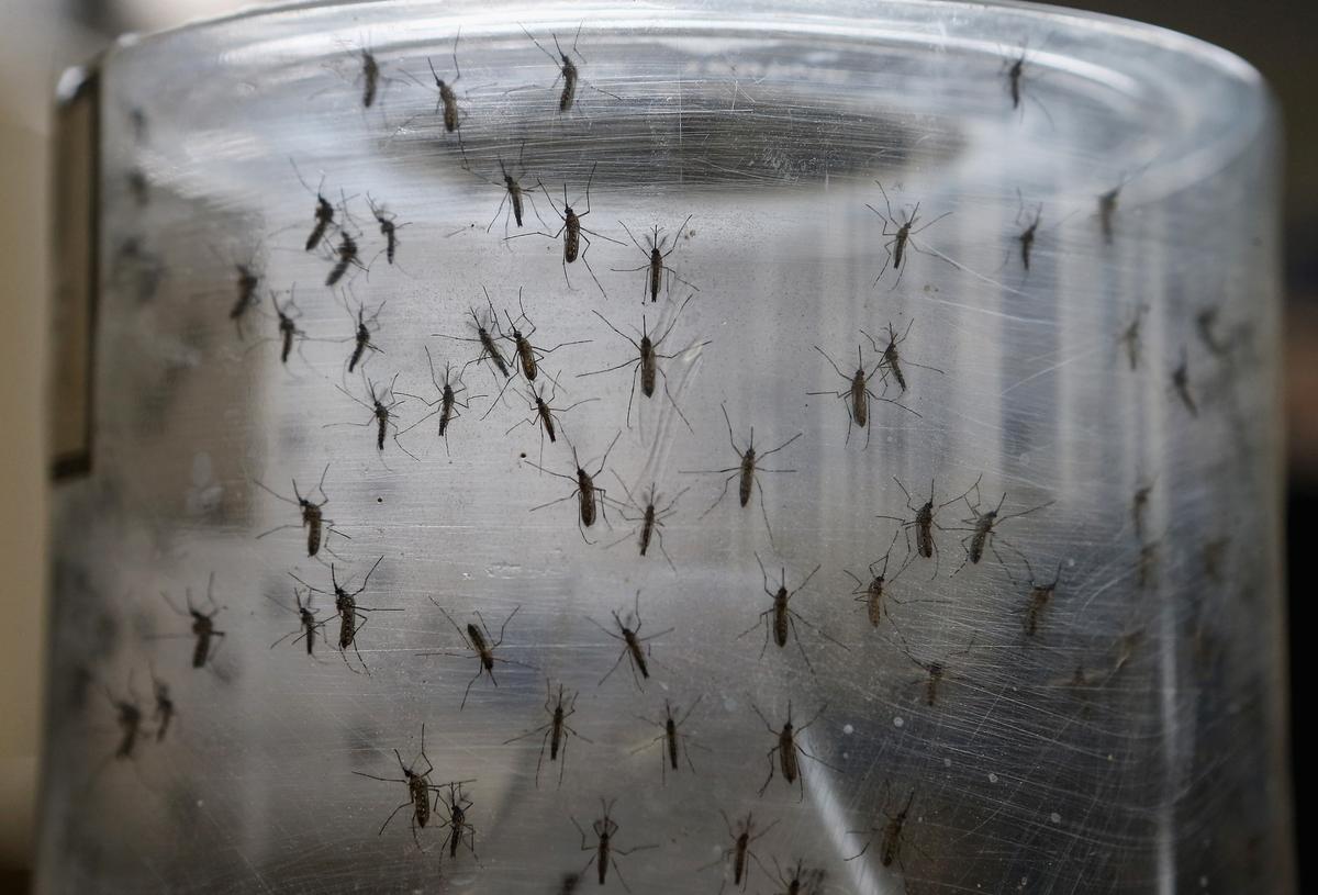 Los Angeles County Reports Second Case of Locally Transmitted Dengue Fever