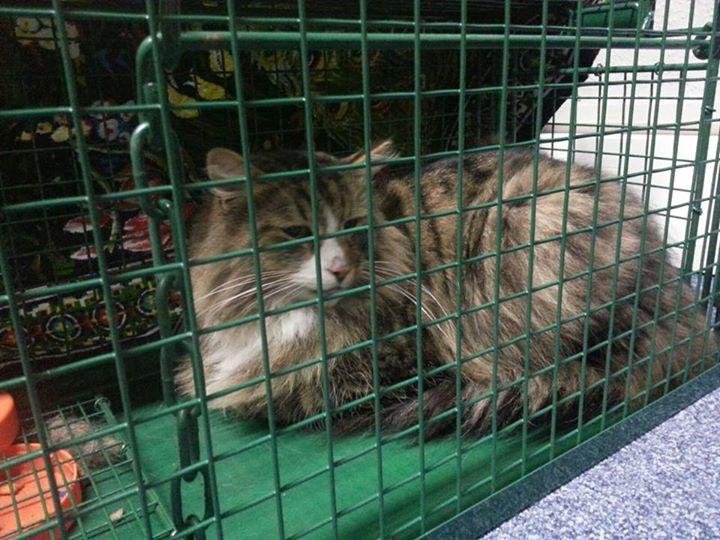 Missing Cat Found Living Inside a Pet Food Factory for the Past Year