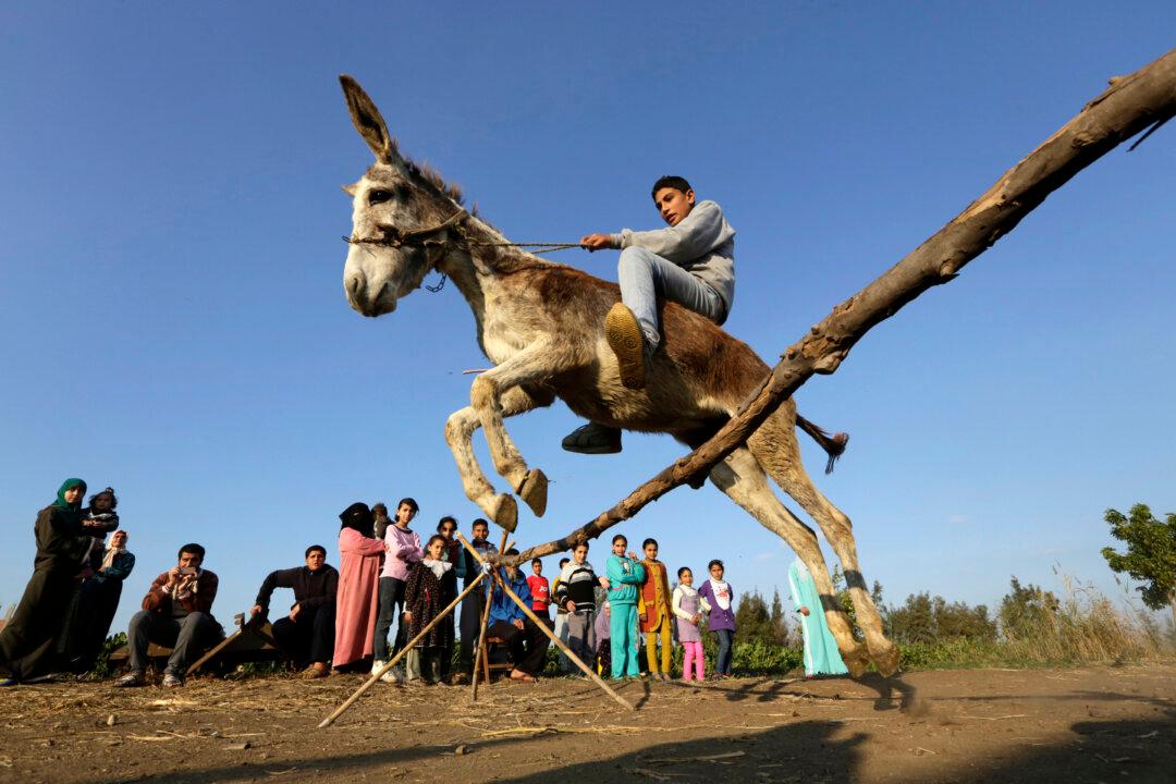 Jumping Donkey Leaps to Fame in Egyptian Village