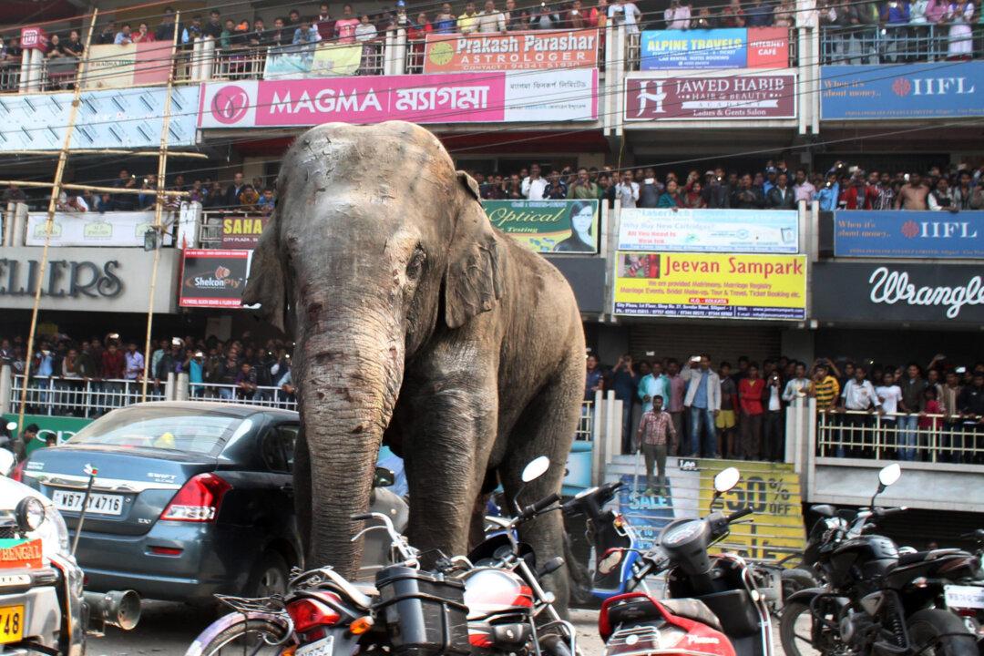Wild Elephant Goes on Rampage in Indian Town