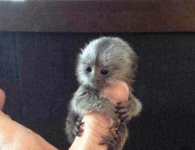 This Adorable Thumb-Sized Monkey Is on Sale in China
