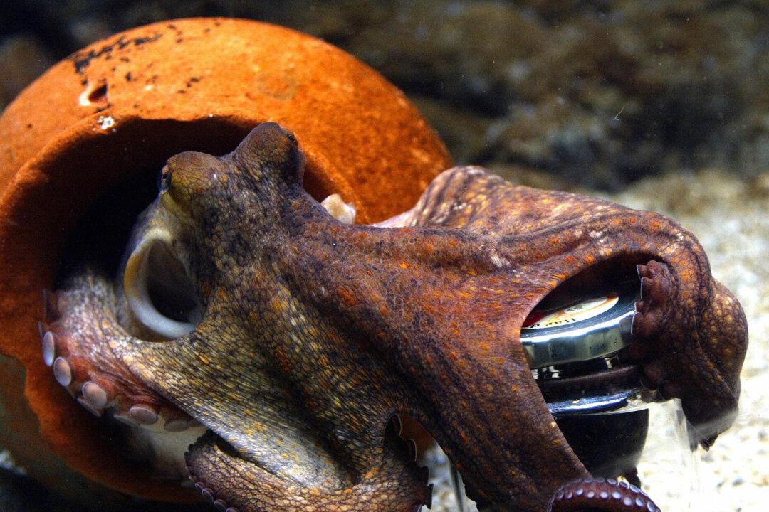 Octopus Mating Exhibit Cancelled Due to Cannibalism Fears