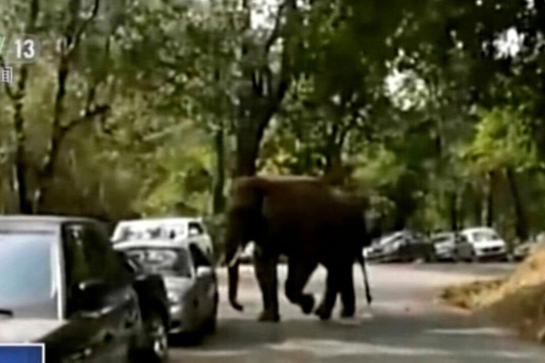 Unlucky in Love, Elephant Damages 15 Cars in Southern China