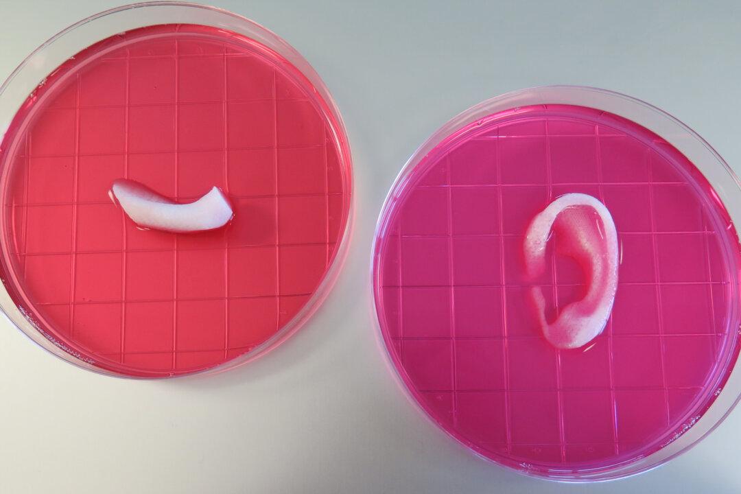 Amazing 3D Printer Can Create Ears, Jawbone, and Muscle