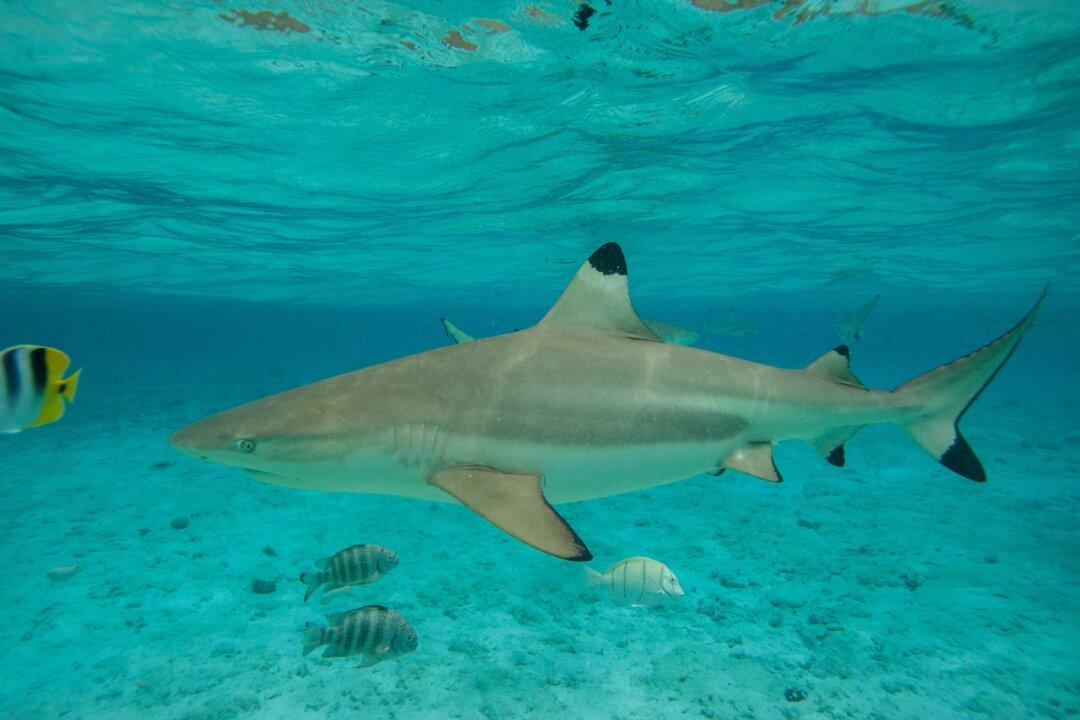 Shark Bites 11-Year-Old Surfer in North Carolina
