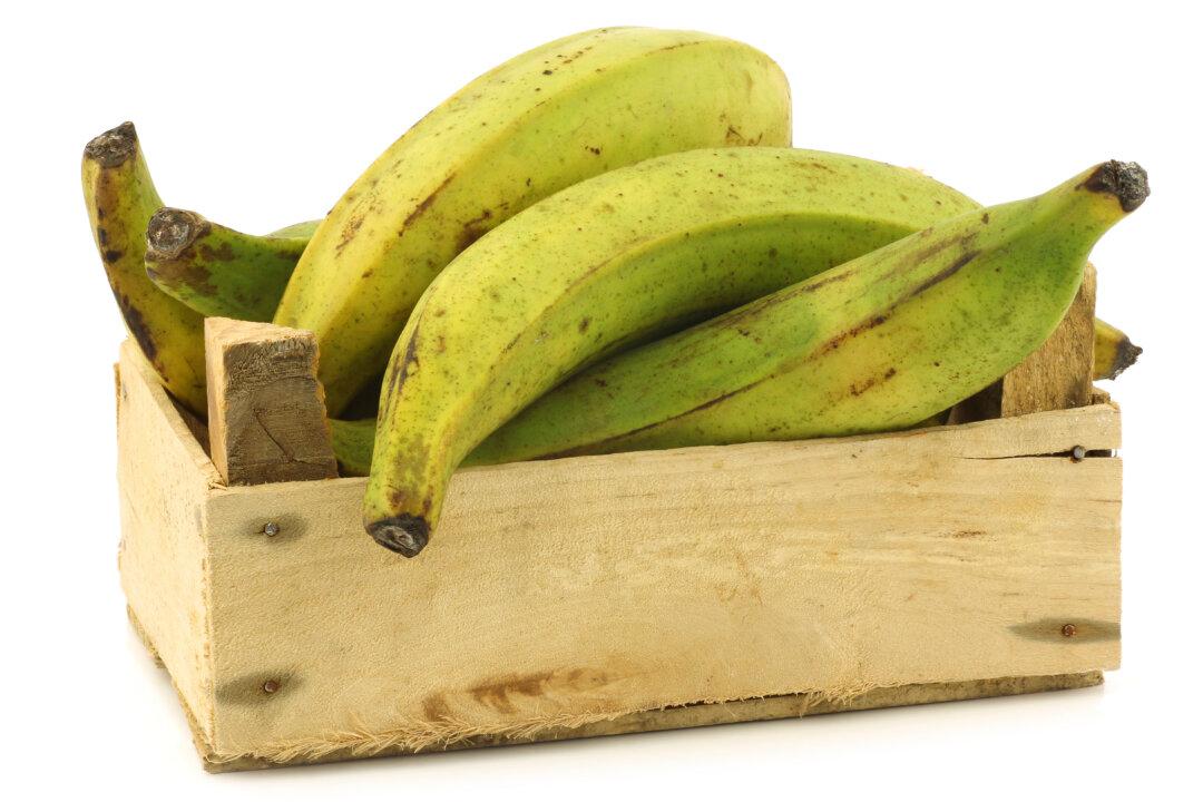 Iowa Researchers to Pay Students to Eat GMO Bananas