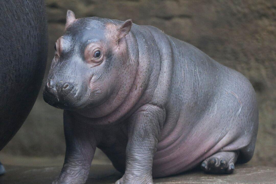 Baby Hippo Born in Prague Zoo