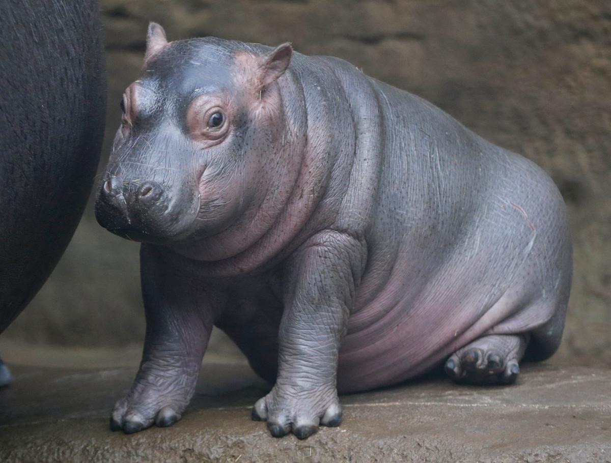 Baby Hippo Born in Prague Zoo