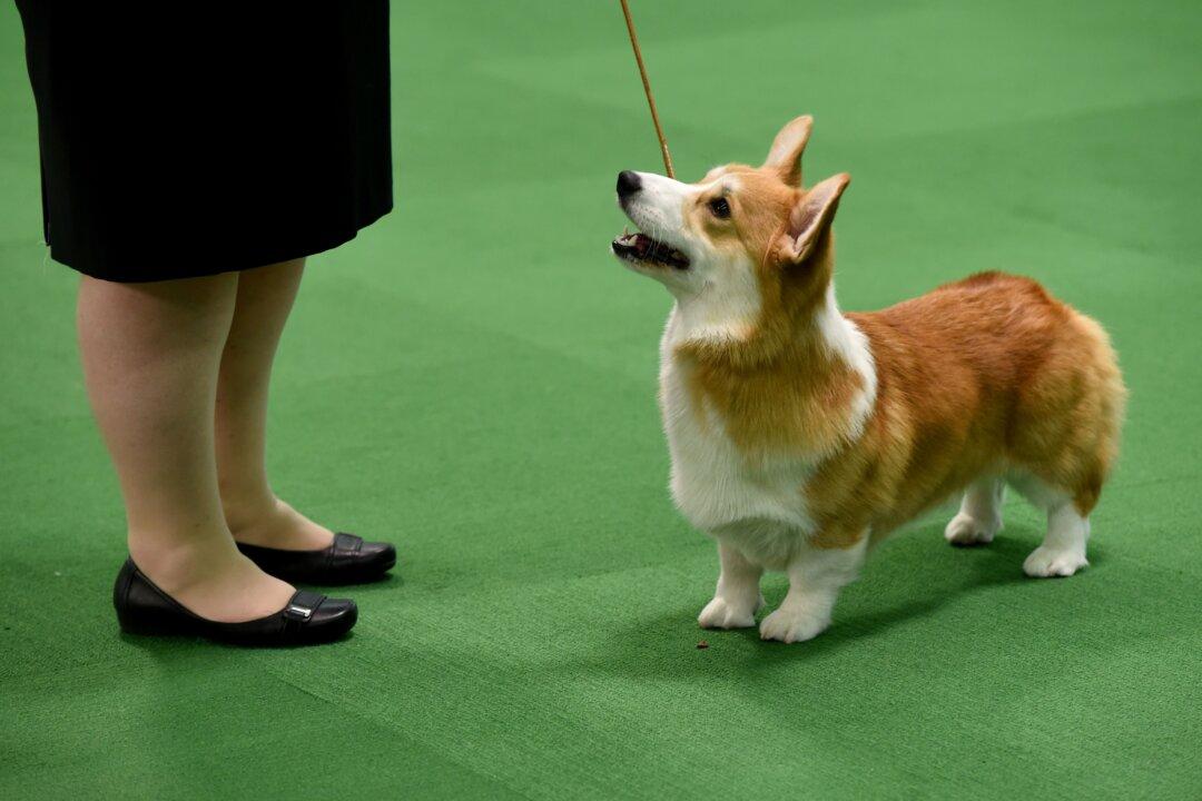 Chinese Man Slaughters and Eats Dog, Then Finds Out Corgi Belonged to His Boss