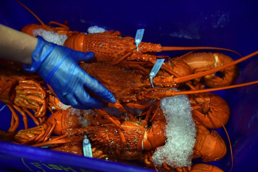 Chinese Man Tries to Bring Live $500 Lobster Home From Australia, Gets it Incinerated by Customs Officials