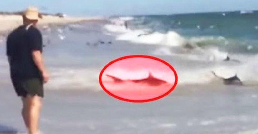 Video: Shark Feeding Frenzy in North Carolina