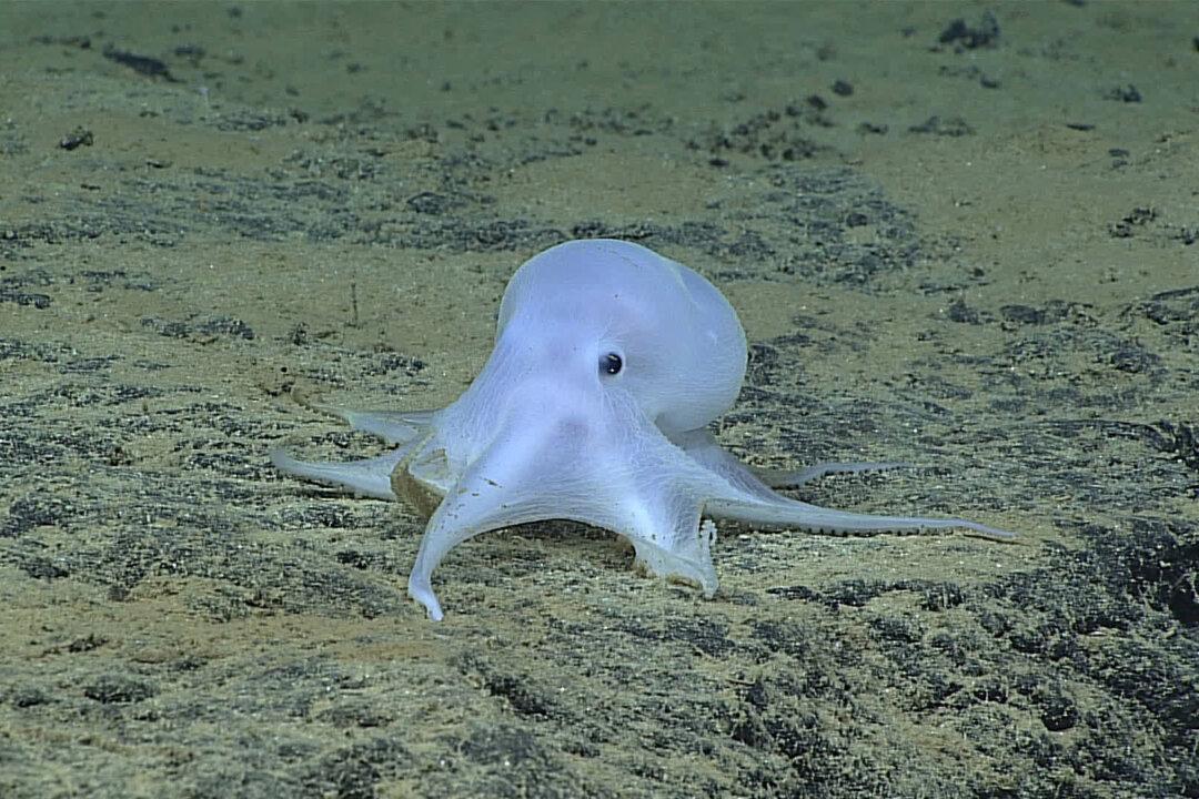 Scientists: Possible New Octopus Species Found Near Hawaii