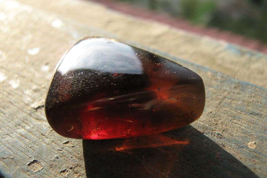 Lizard Preserved in 99 Million Year-Old Amber a Clue to ‘Lost Ecosystem’