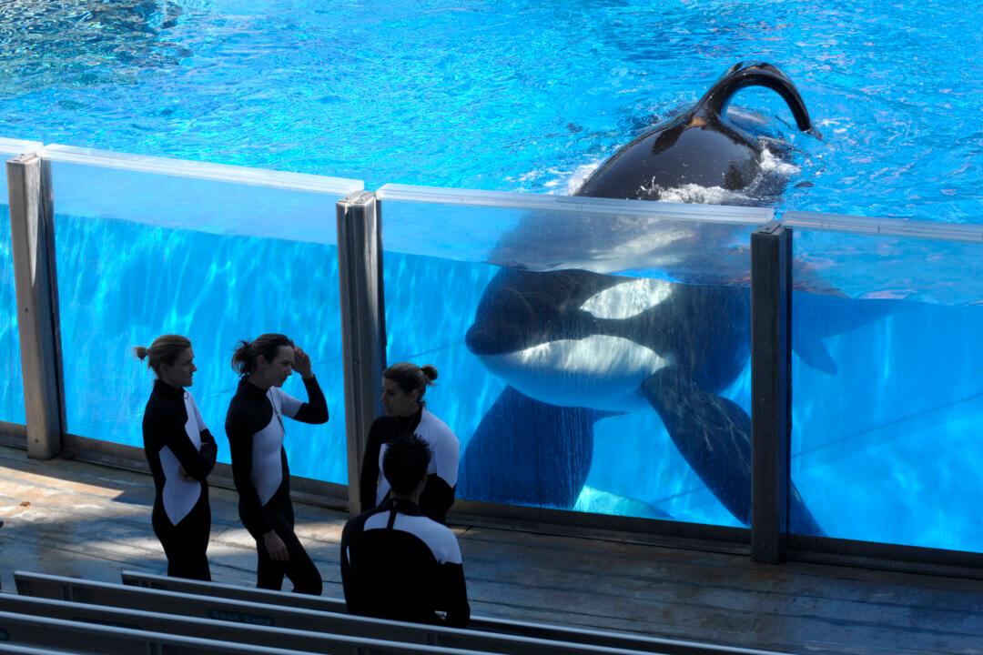 SeaWorld: Ailing ‘Blackfish’ Orca Would Have Died ‘A long time ago’ in Wild