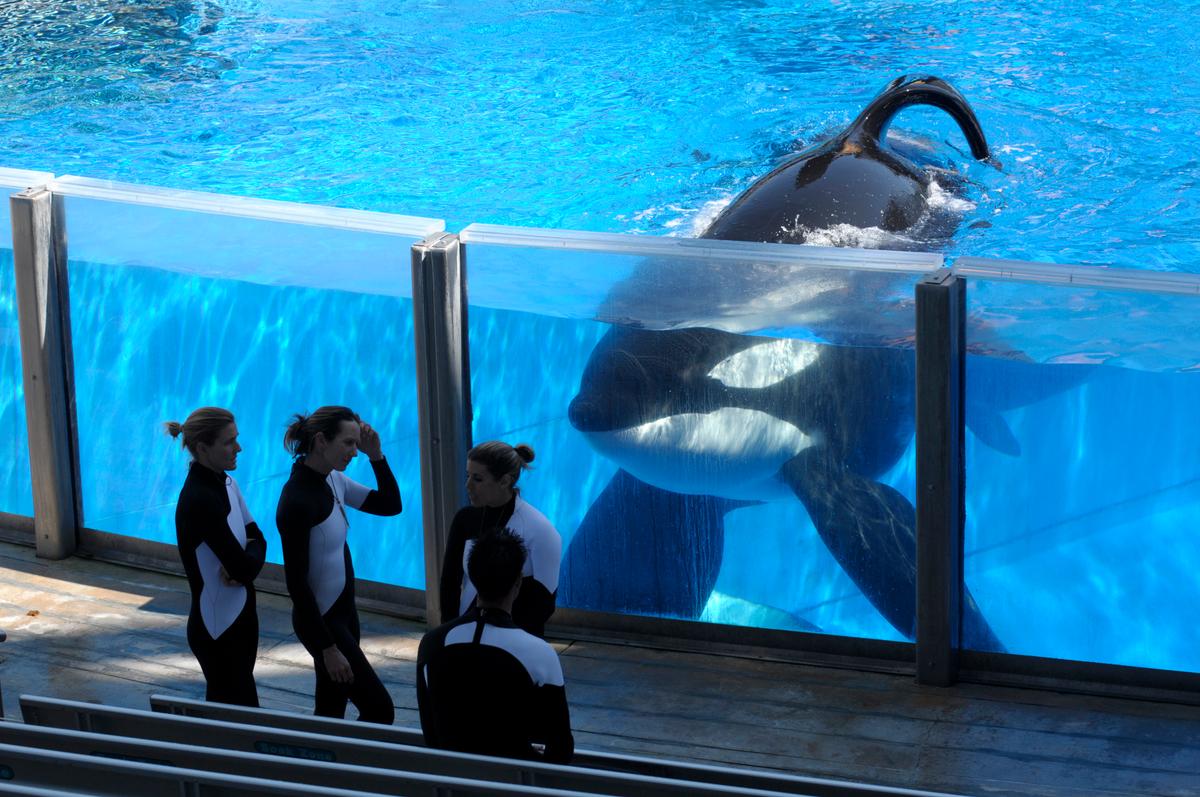 SeaWorld: Ailing ‘Blackfish’ Orca Would Have Died ‘A long time ago’ in Wild