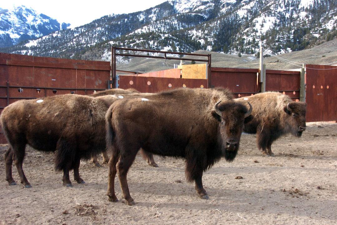 Yellowstone Bison Sent to Slaughter as Park Trims Herd