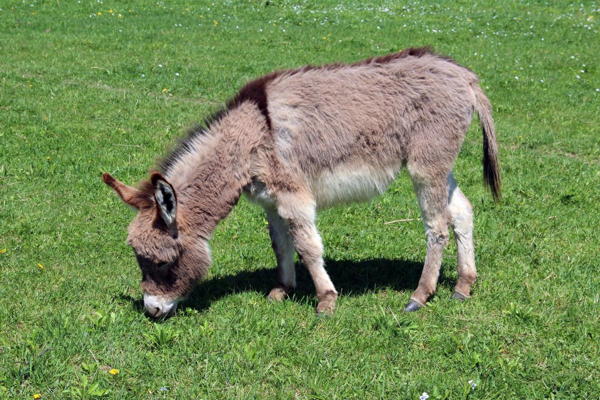20 Miniature Donkeys Offered for Adoption at Arizona Animal Rescue Prompted Avalanche of Requests