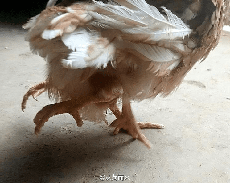 Would You Eat a Chicken With Four Legs?