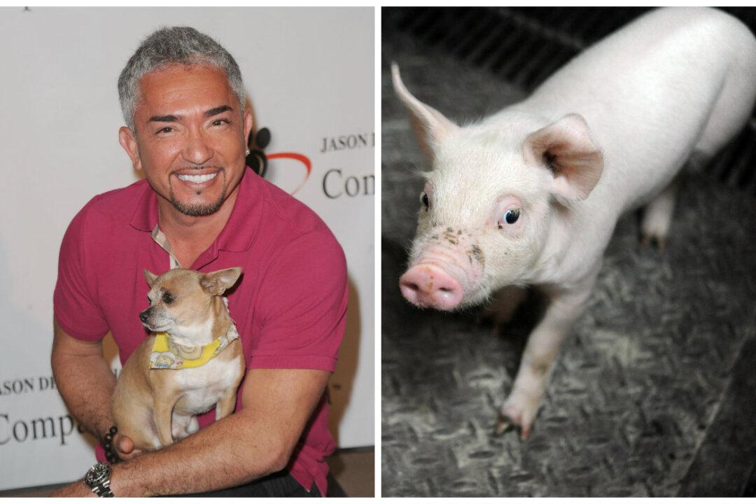 ‘Dog Whisperer’ Cesar Millan Under Investigation for Animal Cruelty