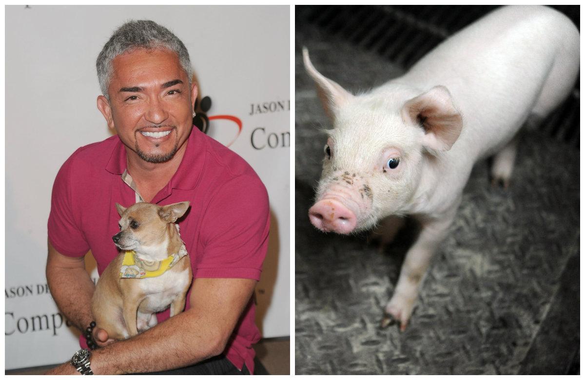 ‘Dog Whisperer’ Cesar Millan Under Investigation for Animal Cruelty