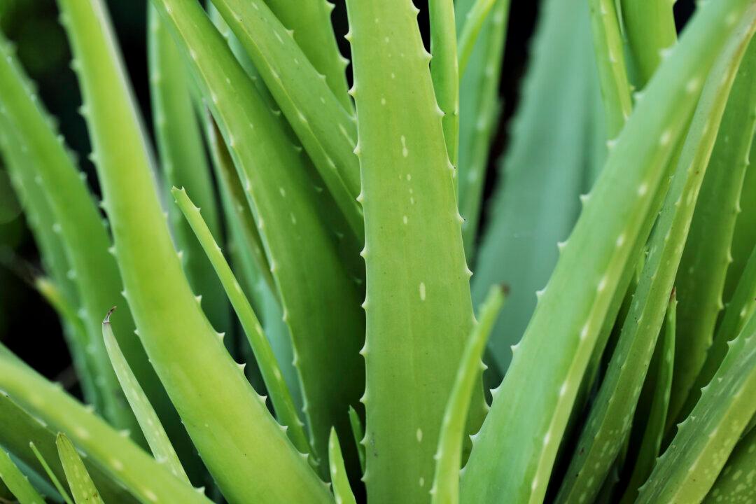 Aloe Vera: Treatments and Safety Concerns