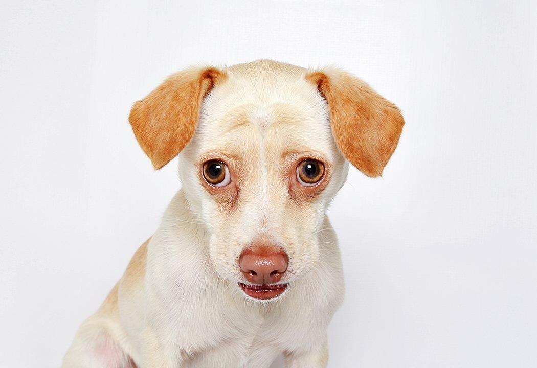 Animal Shelter Sees Record-Breaking Success, Thanks to a Little Glamour