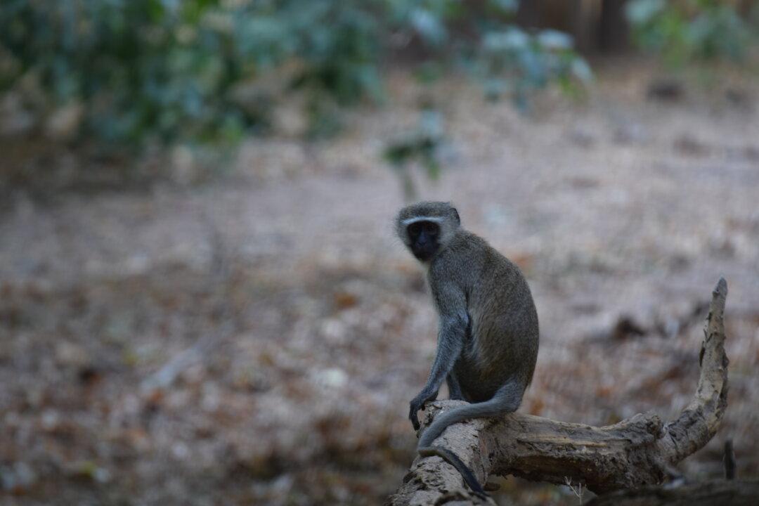 Monkey Causes Power Outage Across Kenya