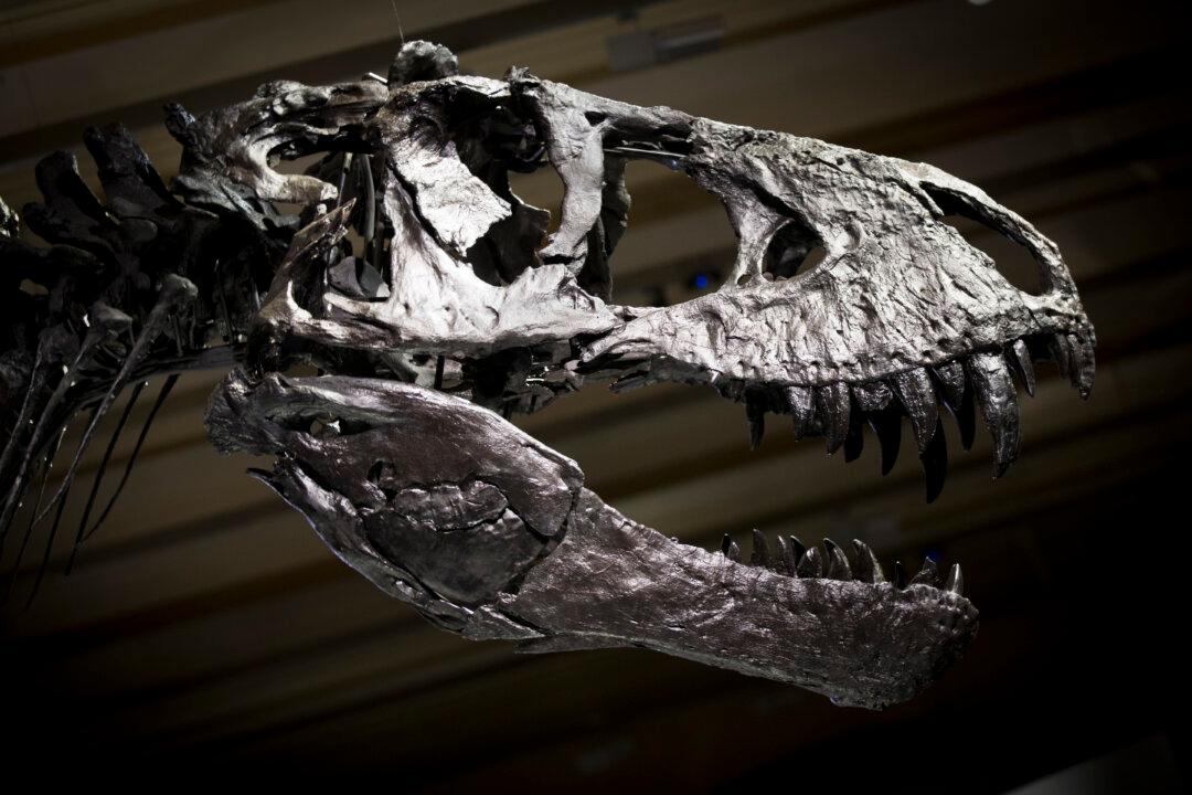 Scientists Think They Found a ‘Pregnant’ T. Rex Fossil
