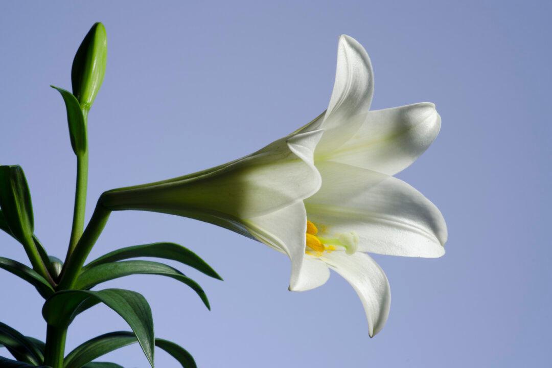 Easter Lily, a Food and Medicine