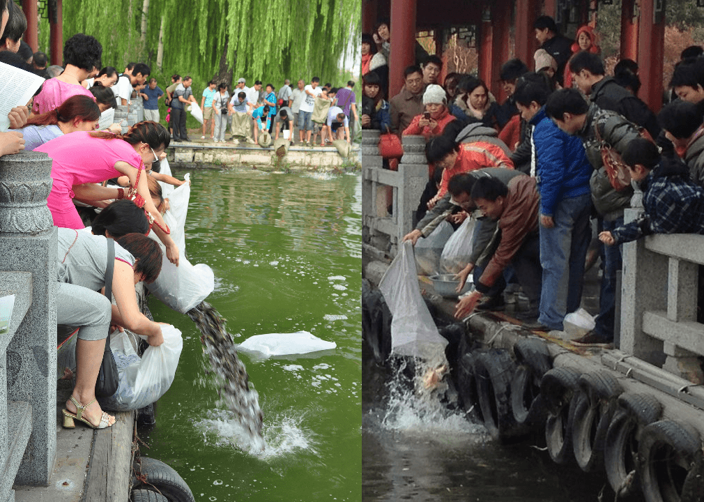 This Well-Meaning Folk Tradition Is Ruining Chinese Ecosystems