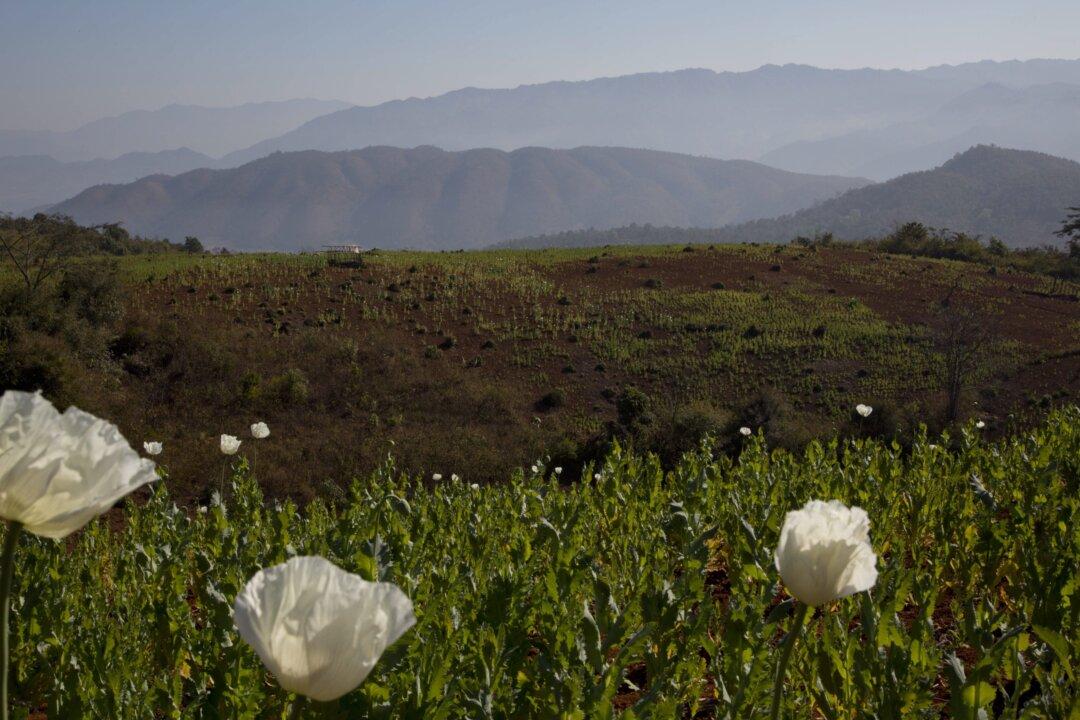 Ottawa Asked to Green-Light Cultivation of Thebaine Poppies