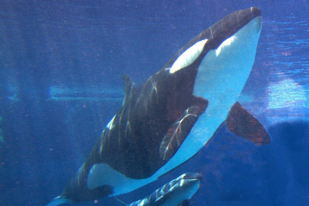 California Governor Signs Bill Banning SeaWorld Orca Shows