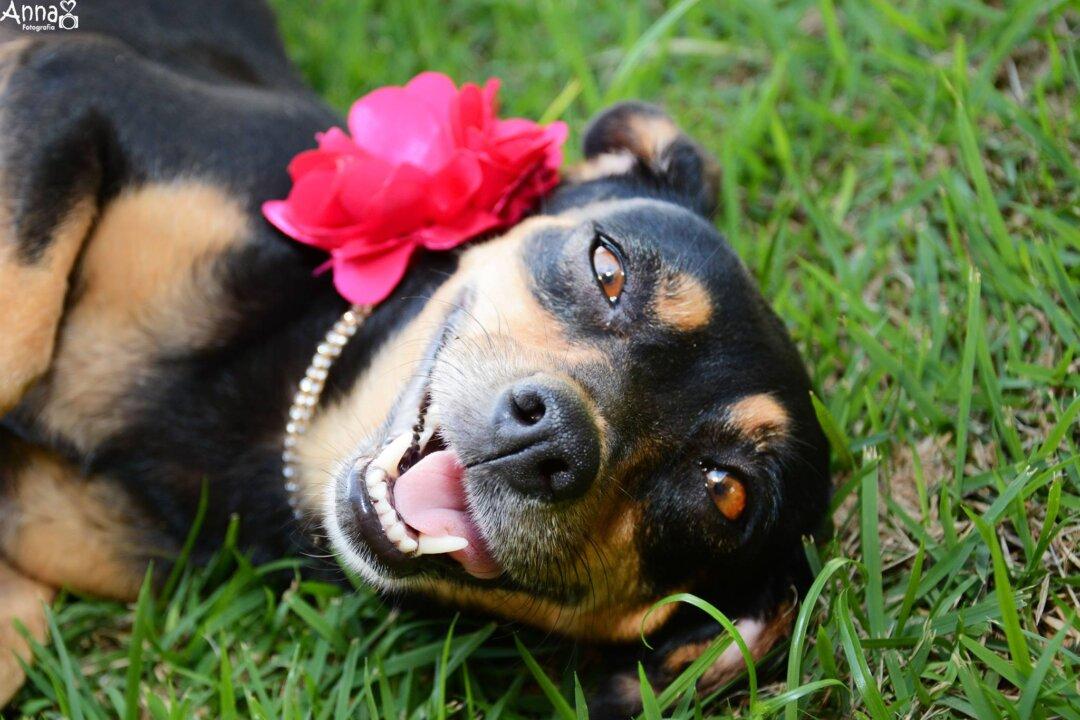 The Best Maternity Shoot Ever Stars A Dog