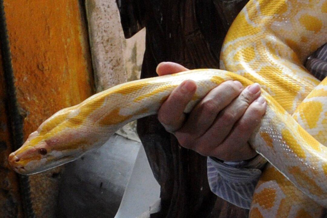 Chinese Netizens Heap Criticism on Man Who Adopts Puppies to Feed His Pet Snake