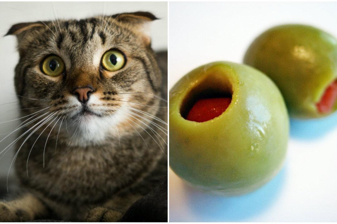 Cats Go Nuts for Olives. Why? (Videos)