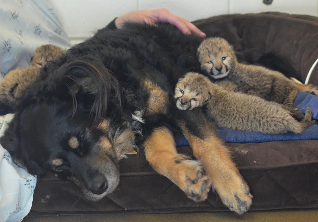 Surrogate Dog to Raise 5 Cheetah Cubs After Mom’s Death