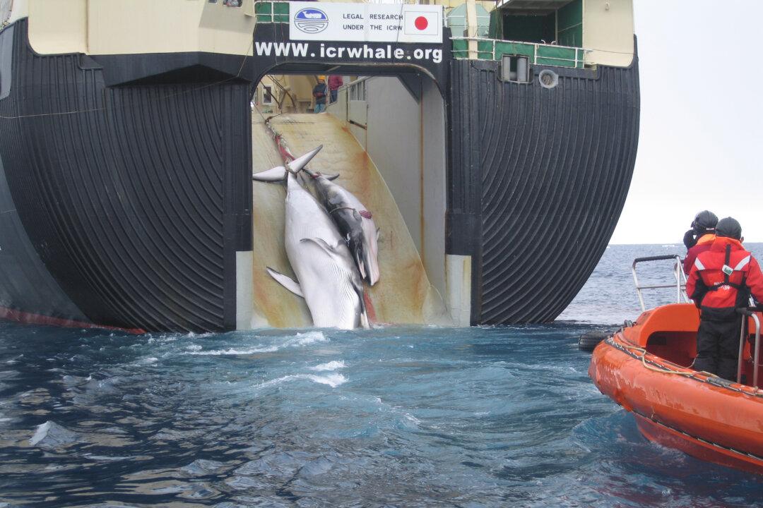 Japan’s Latest Whale Kill Draws Criticism