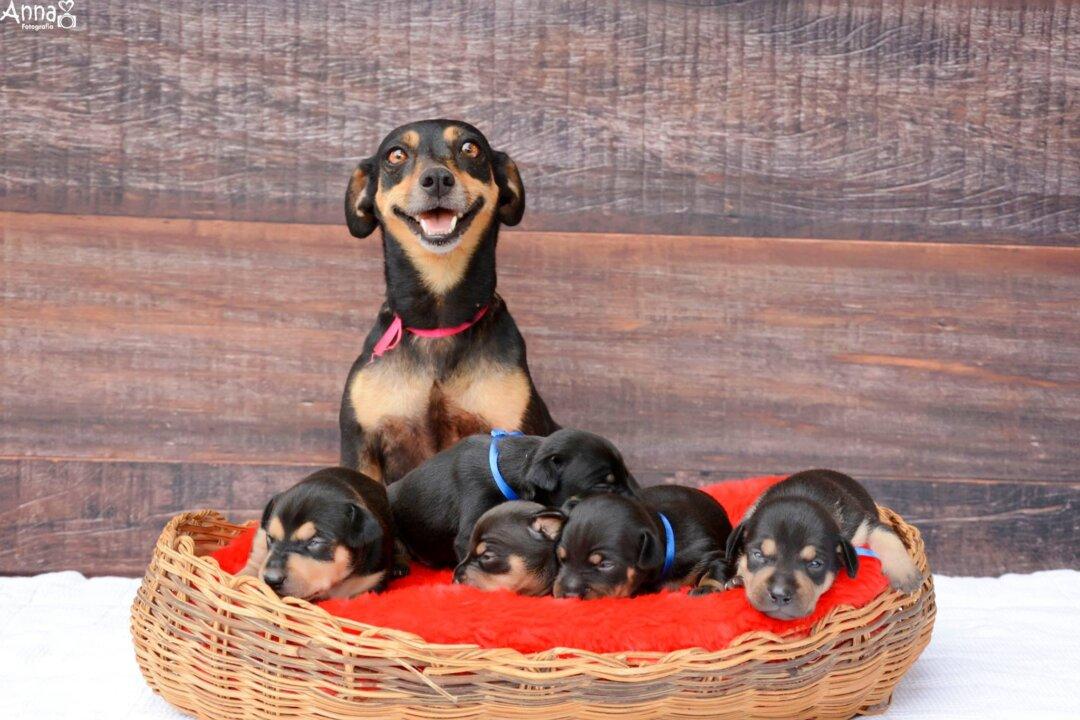 The Best Newborn Shoot Ever Stars Puppies