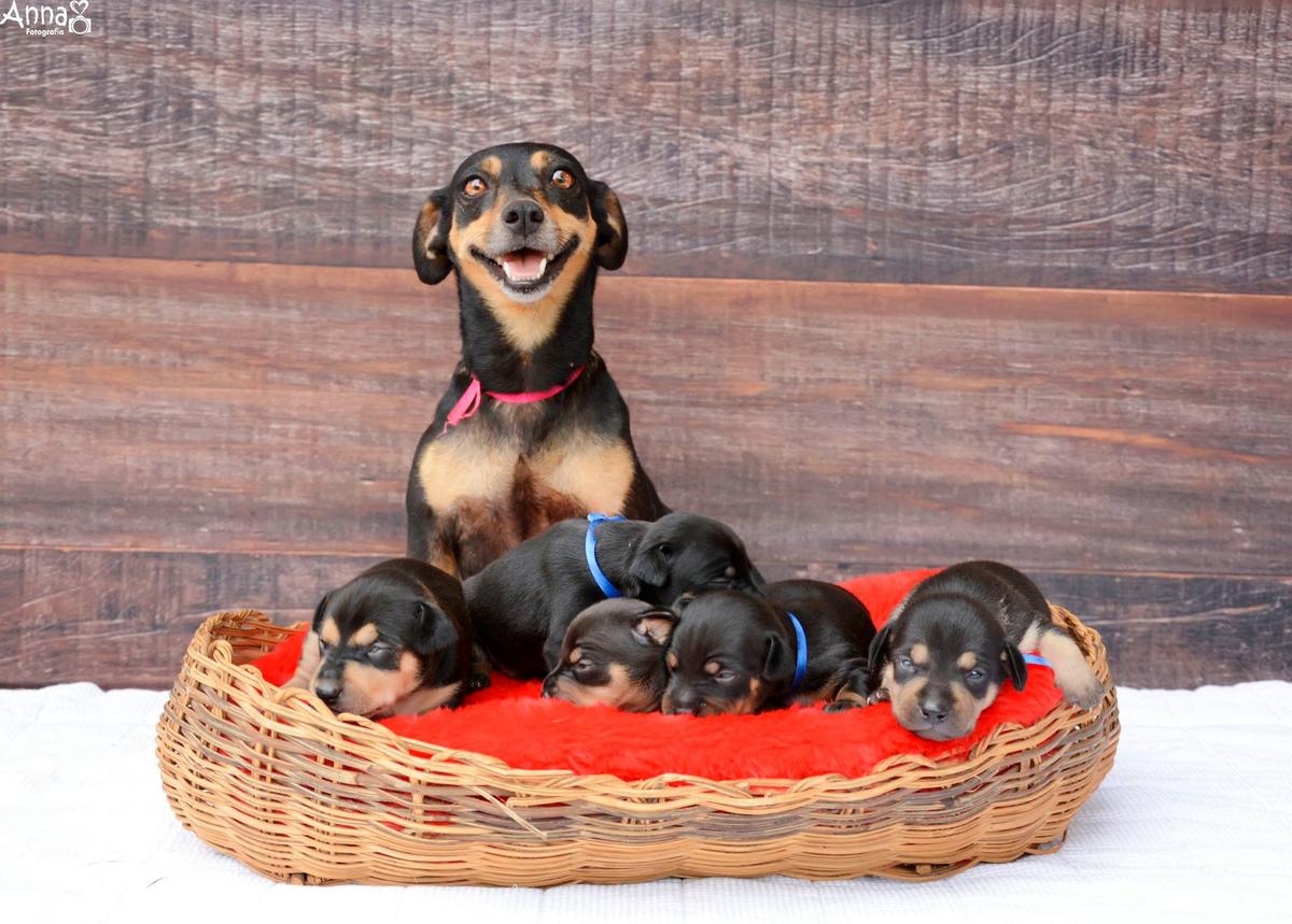 The Best Newborn Shoot Ever Stars Puppies