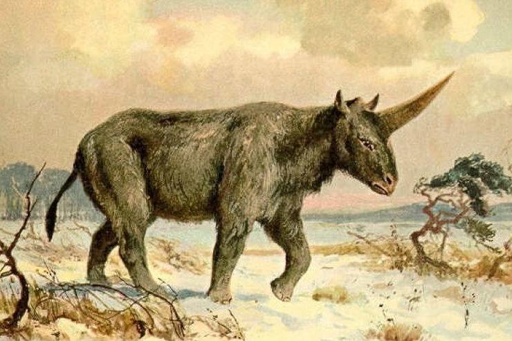 29,000-Year-Old ‘Siberian Unicorn’ Fossil Found